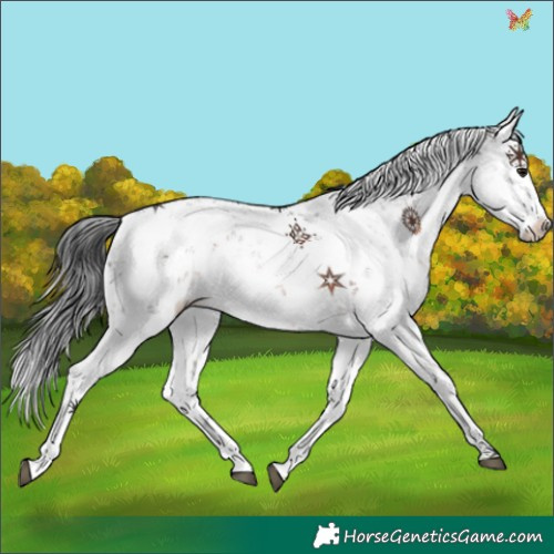 Horse Color:Brown Sabino Rabicano 