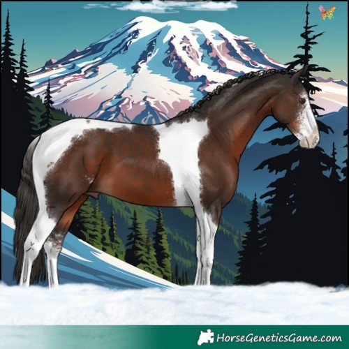 Horse Color:Liver Chestnut Sabino Tobiano 