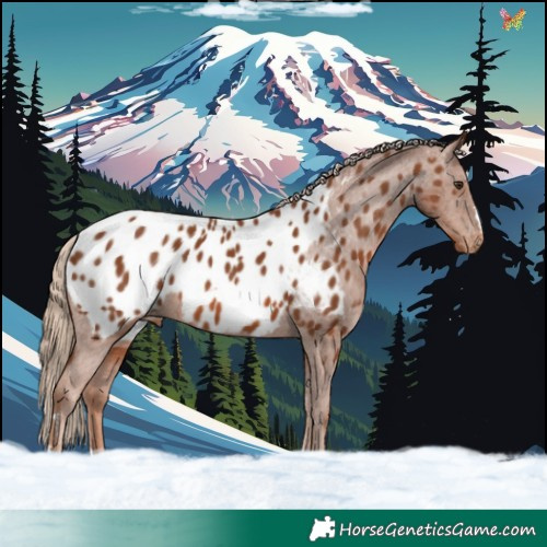 Horse Color:Chestnut Near Leopard 