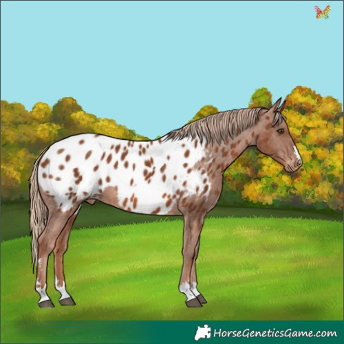 Horse Color:Chestnut Appaloosa 