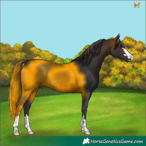 Horse Color:Brown 