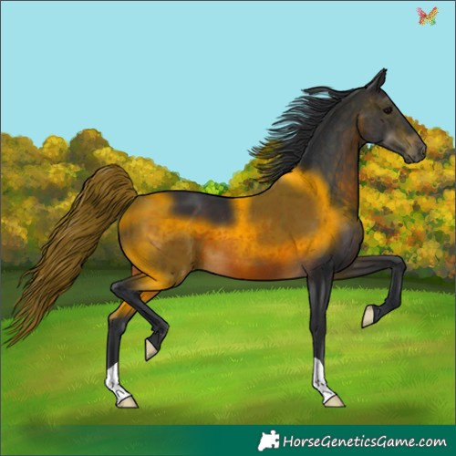 Horse Color:Brown 