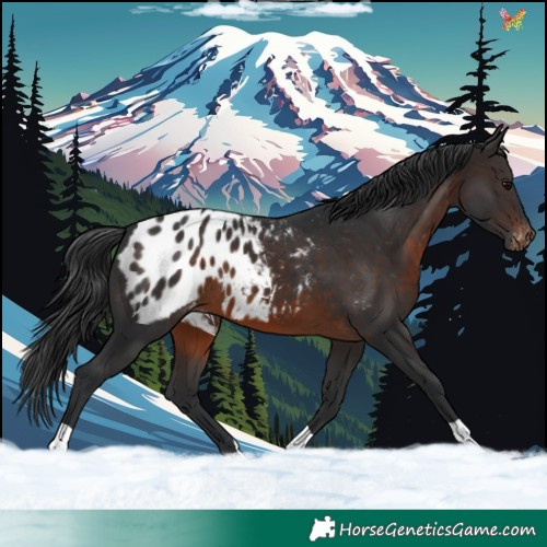 Horse Color:Brown Appaloosa 