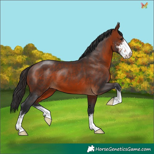 Horse Color:Brown Sabino 