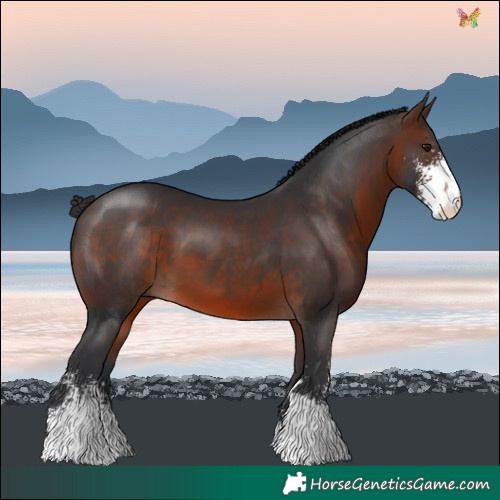 Horse Color:Brown Sabino 