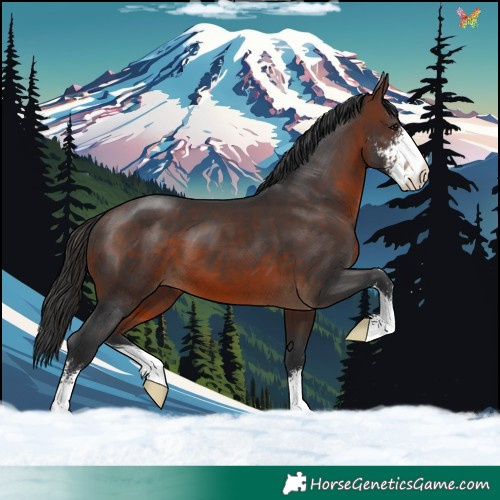 Horse Color:Brown Sabino 