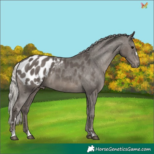 Horse Color:Silver Black Appaloosa 