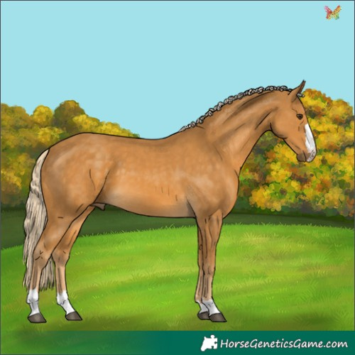 Horse Color:Palomino 
