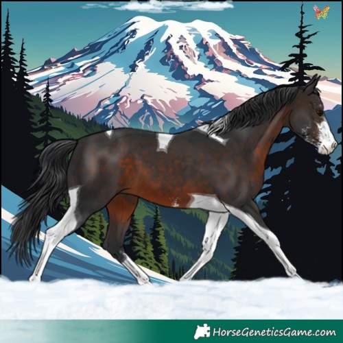 Horse Color:Brown Sabino Tobiano 