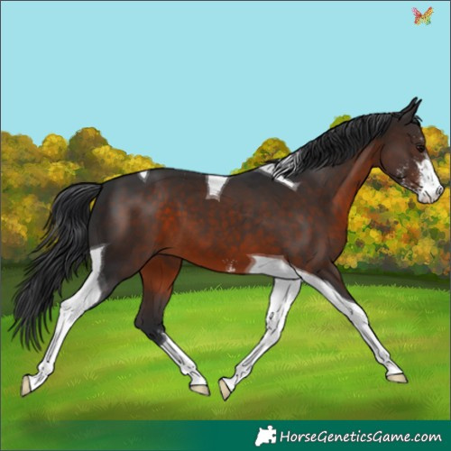 Horse Color:Brown Sabino Tobiano 