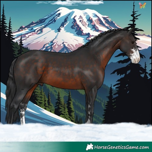 Horse Color:Brown Sabino 