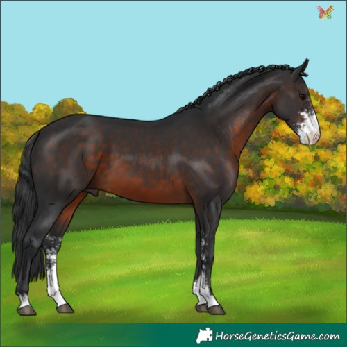Horse Color:Brown Sabino 