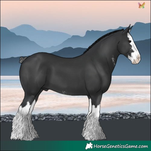 Horse Color:Black Sabino Splash 