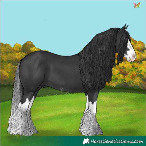 Horse Color:Black Sabino Splash 
