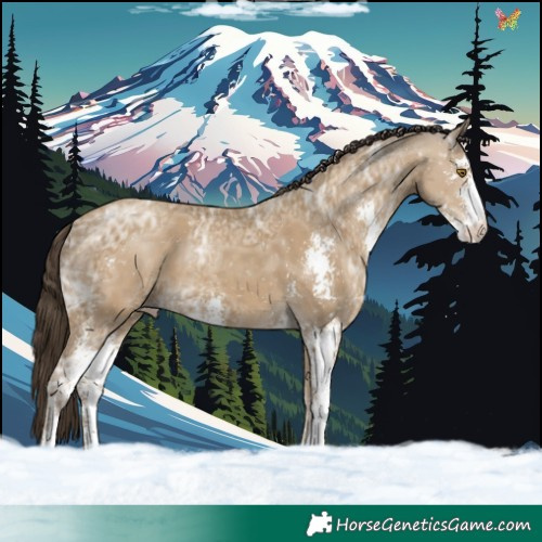 Horse Color:Classic Cream Champagne Ice Sabino 