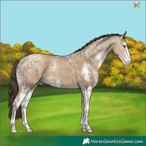 Horse Color:Classic Cream Champagne Ice Sabino 