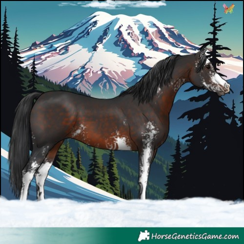 Horse Color:Brown Sabino 