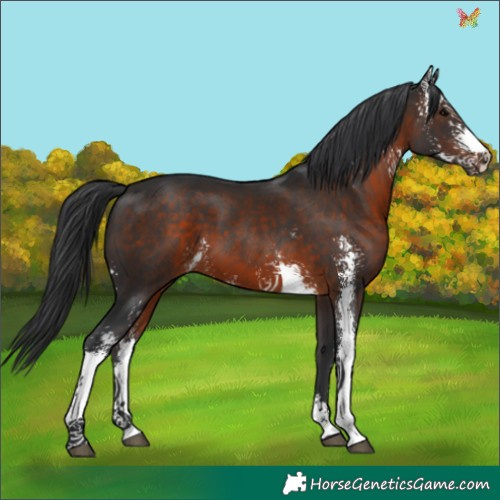 Horse Color:Brown Sabino 