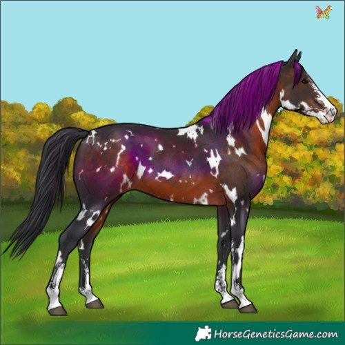 Horse Color:White Spotted Brown Sabino 