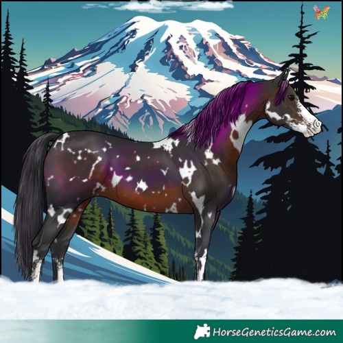 Horse Color:White Spotted Brown Sabino 
