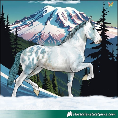 Horse Color:Watercolor Brown Ice Sabino Appaloosa 