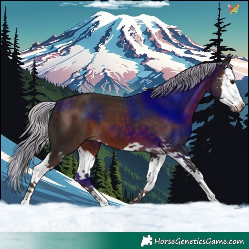Horse Color:Silver Brown Sabino Splash 