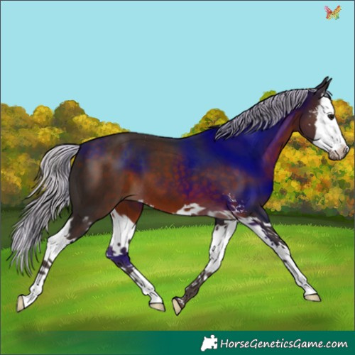 Horse Color:Silver Brown Sabino Splash 