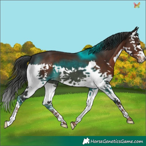 Horse Color:Liver Chestnut Sabino Splash 