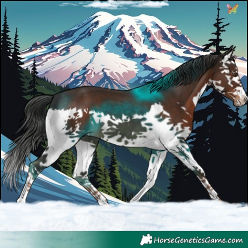 Horse Color:Liver Chestnut Sabino Splash 