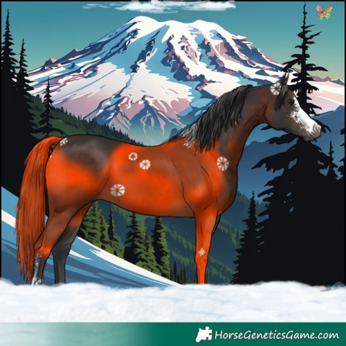 Horse Color:Brown Sabino 