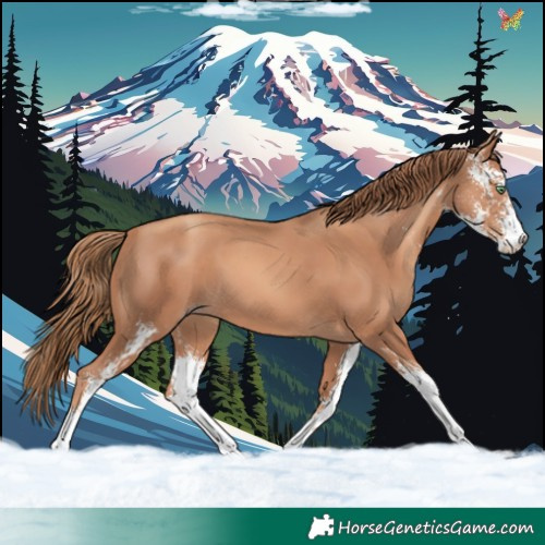 Horse Color:Gold Champagne Sabino 
