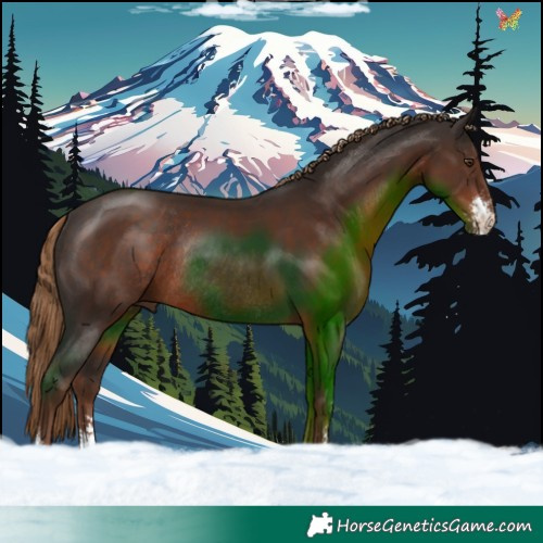 Horse Color:Liver Chestnut Sabino Rabicano 