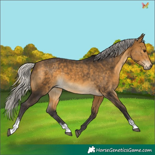 Horse Color:Silver Buckskin Sabino 