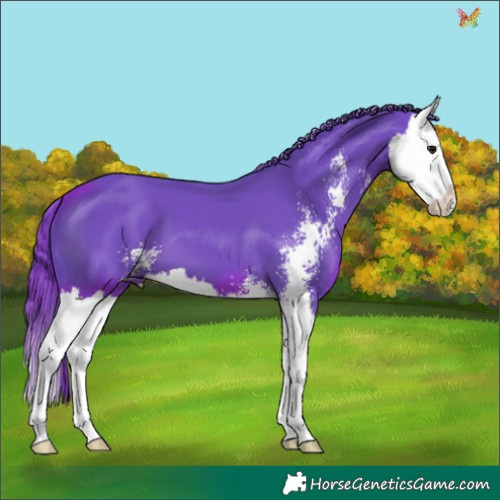 Horse Color:Watercolor Black Sabino Splash 