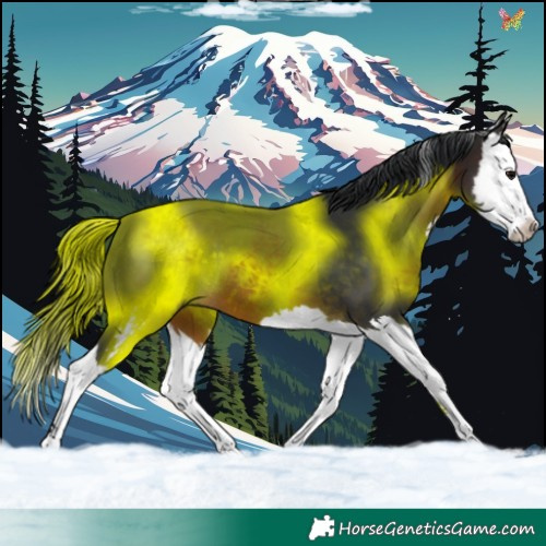 Horse Color:Brown Sabino Splash 