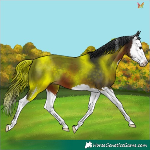 Horse Color:Brown Sabino Splash 