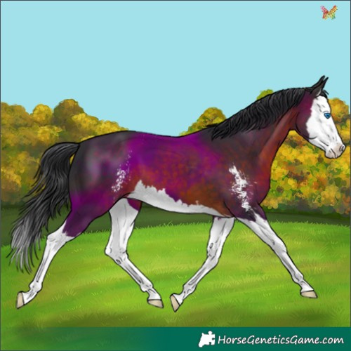 Horse Color:Brown Sabino Splash 