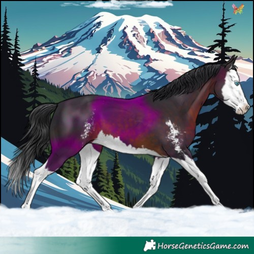 Horse Color:Brown Sabino Splash 