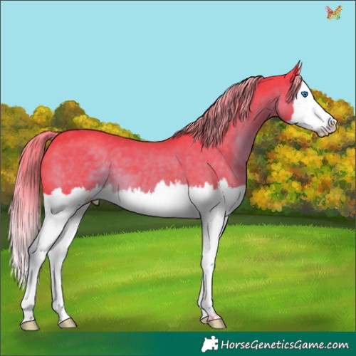 Horse Color:Watercolor Liver Chestnut Sabino Splash 