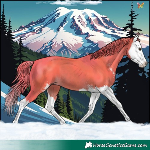 Horse Color:Watercolor Liver Chestnut Sabino Splash 