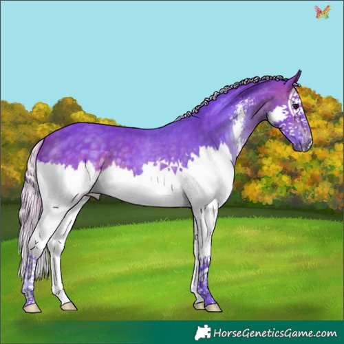Horse Color:Watercolor Silver Brown Sabino Splash 