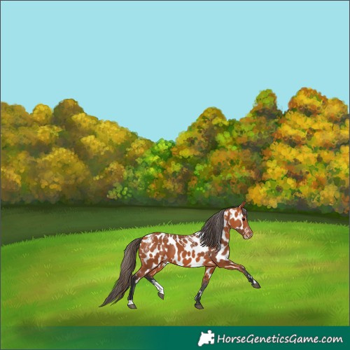 Horse Color:Powder White Bay Appaloosa 
