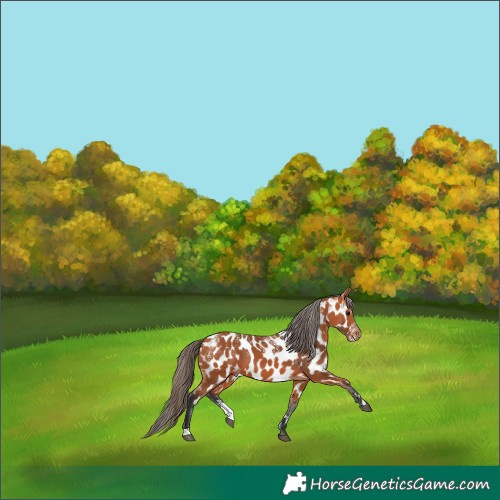 Horse Color:Powder White Bay Near Leopard 