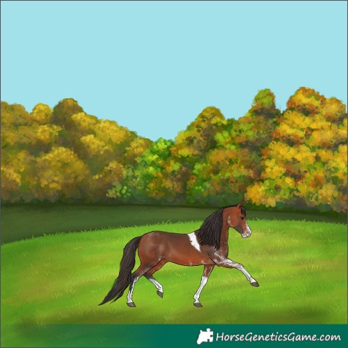 Horse Color:White Spotted Bay Tobiano 