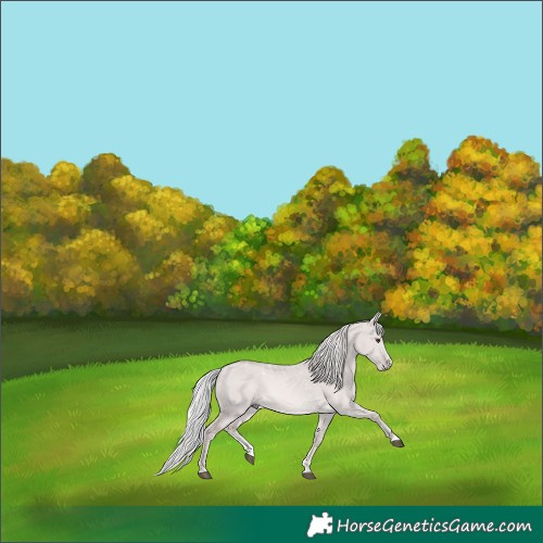 Horse Color:Powder White Platinum Palomino Dun 