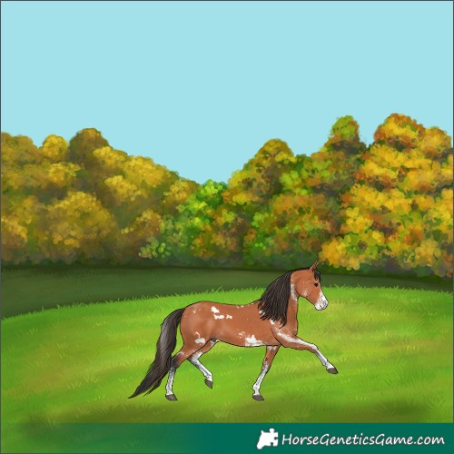 Horse Color:White Spotted Bay 