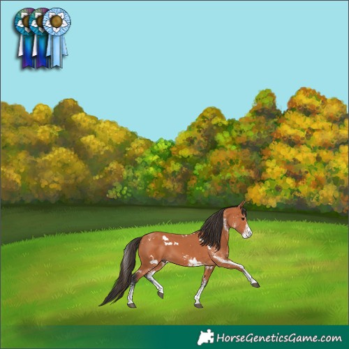 Horse Color:White Spotted Bay 