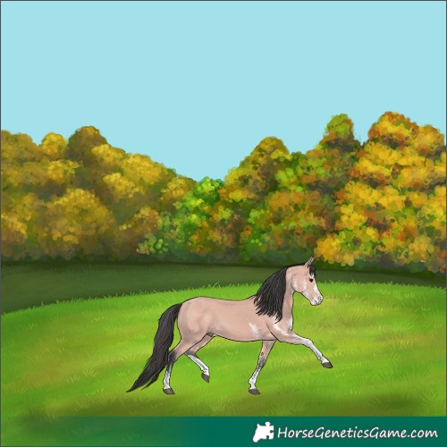 Horse Color:Platinum White Spotted Bay 