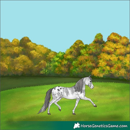 Horse Color:Platinum White Spotted Black Appaloosa Rabicano 