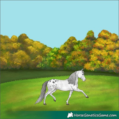 Horse Color:Platinum White Spotted Black Appaloosa Rabicano 